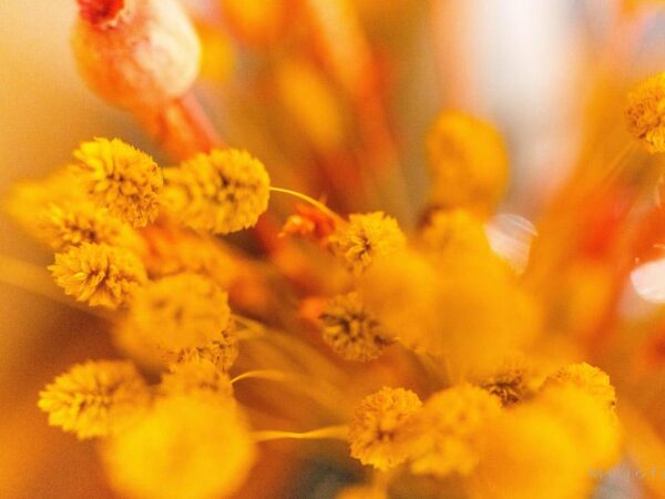 Tørkede blomster