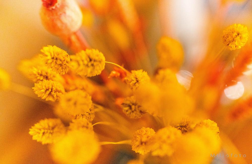 Tørkede blomster Tørkede blomster