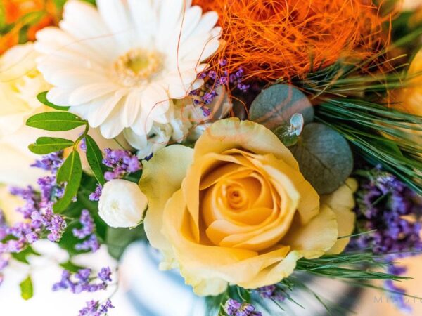 Orange rose