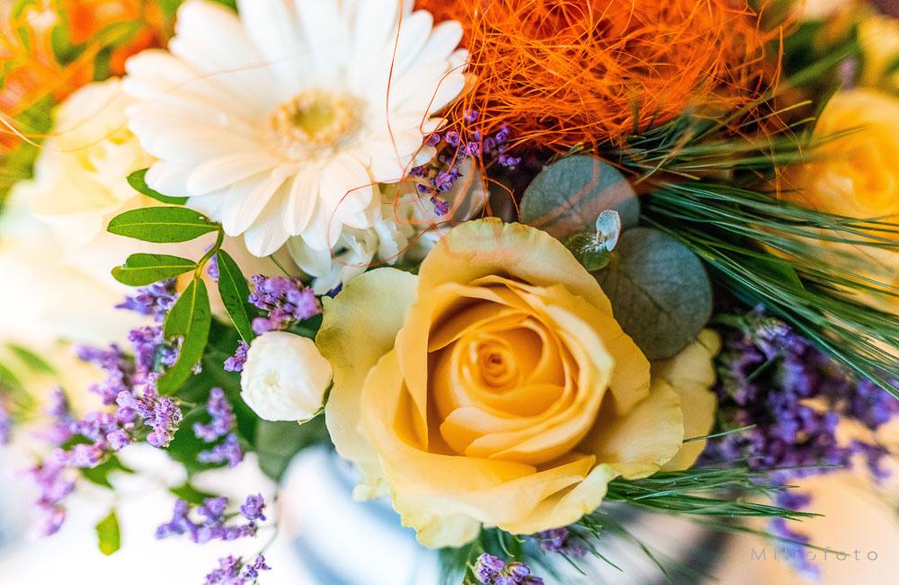 Orange rose Orange rose