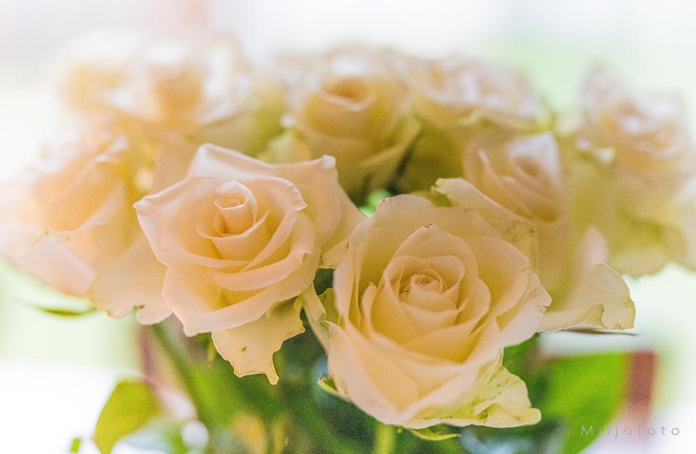 Hvite roser Hvite roser