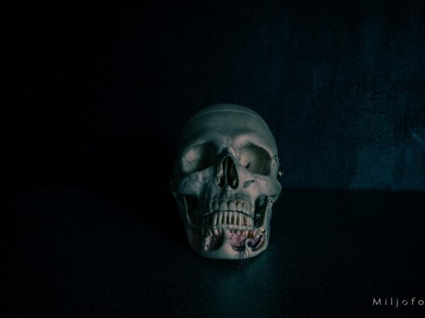 Modell av hodeskalle