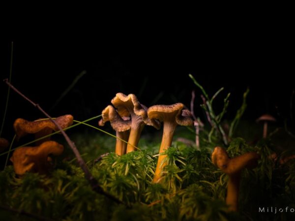 traktkantarell - Høst