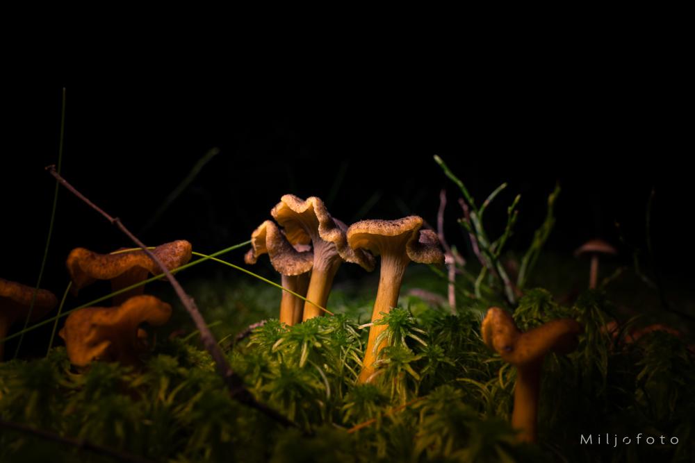 traktkantarell - Høst traktkantarell - Høst