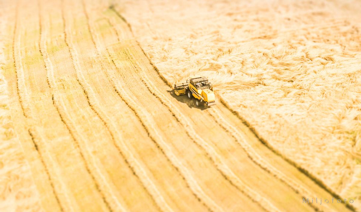 Høsting av korn Høsting av korn