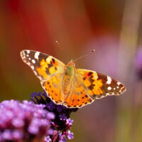 Sommerfugl som sitter på en blomst i solen