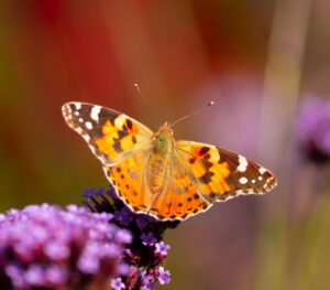 Sommerfugl som sitter på en blomst i solen