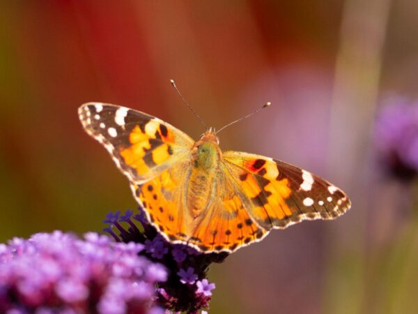 Sommerfugl som sitter på en blomst i solen