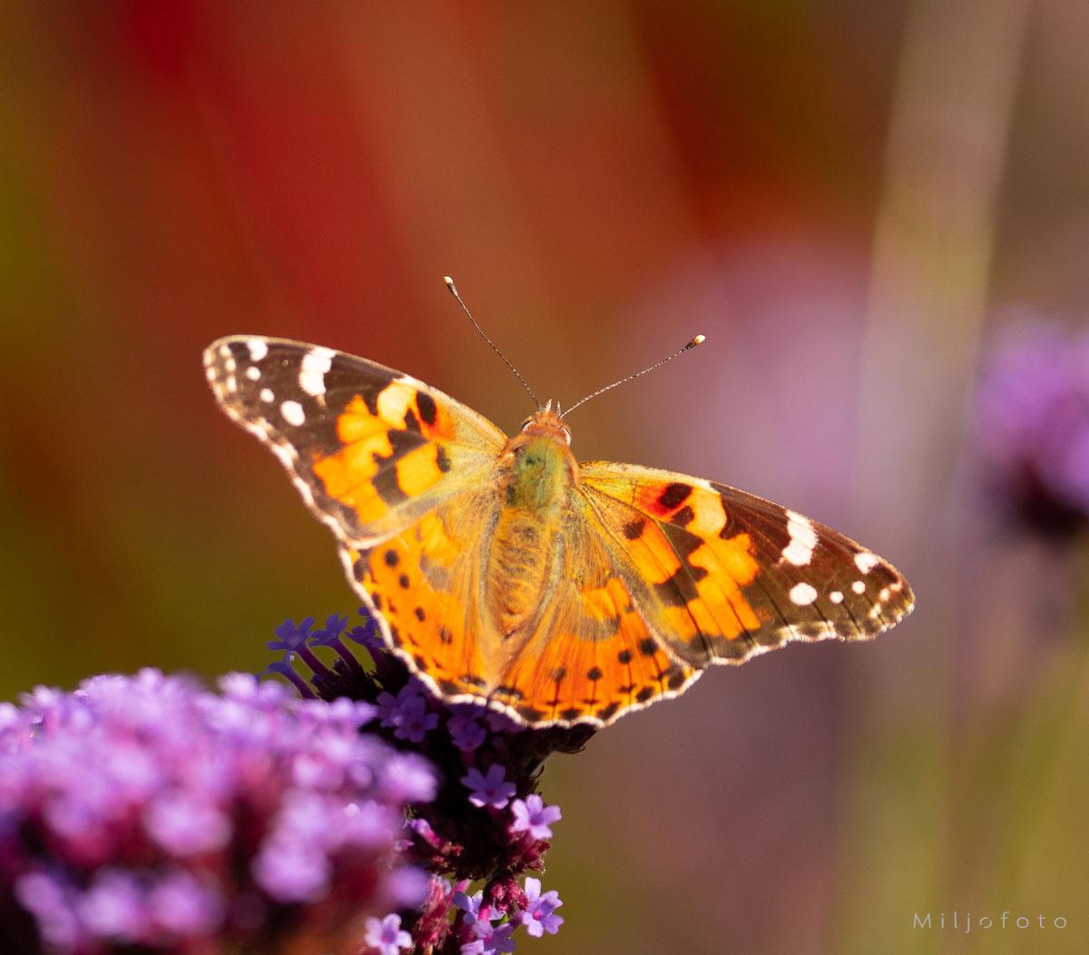 Sommerfugl på blomst Sommerfugl som sitter på en blomst i solen