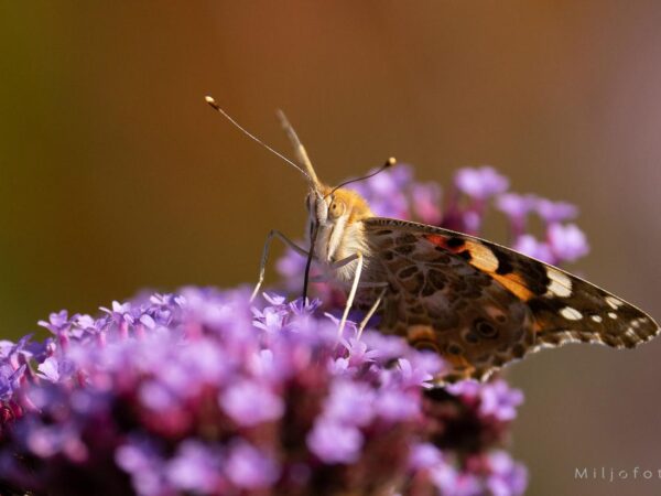 Sommerfugl på rosa blomst