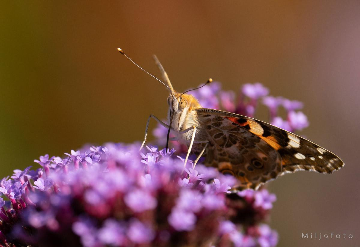 Sommerfugl på rosa blomst Sommerfugl på rosa blomst