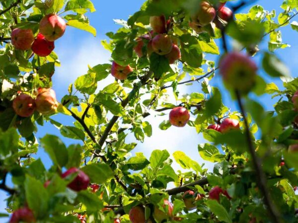 Epler mot blå himmel som vokser i et nydelig tre