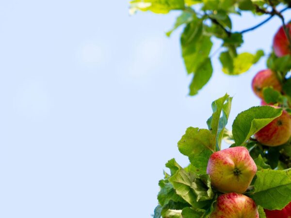 Epler på tre