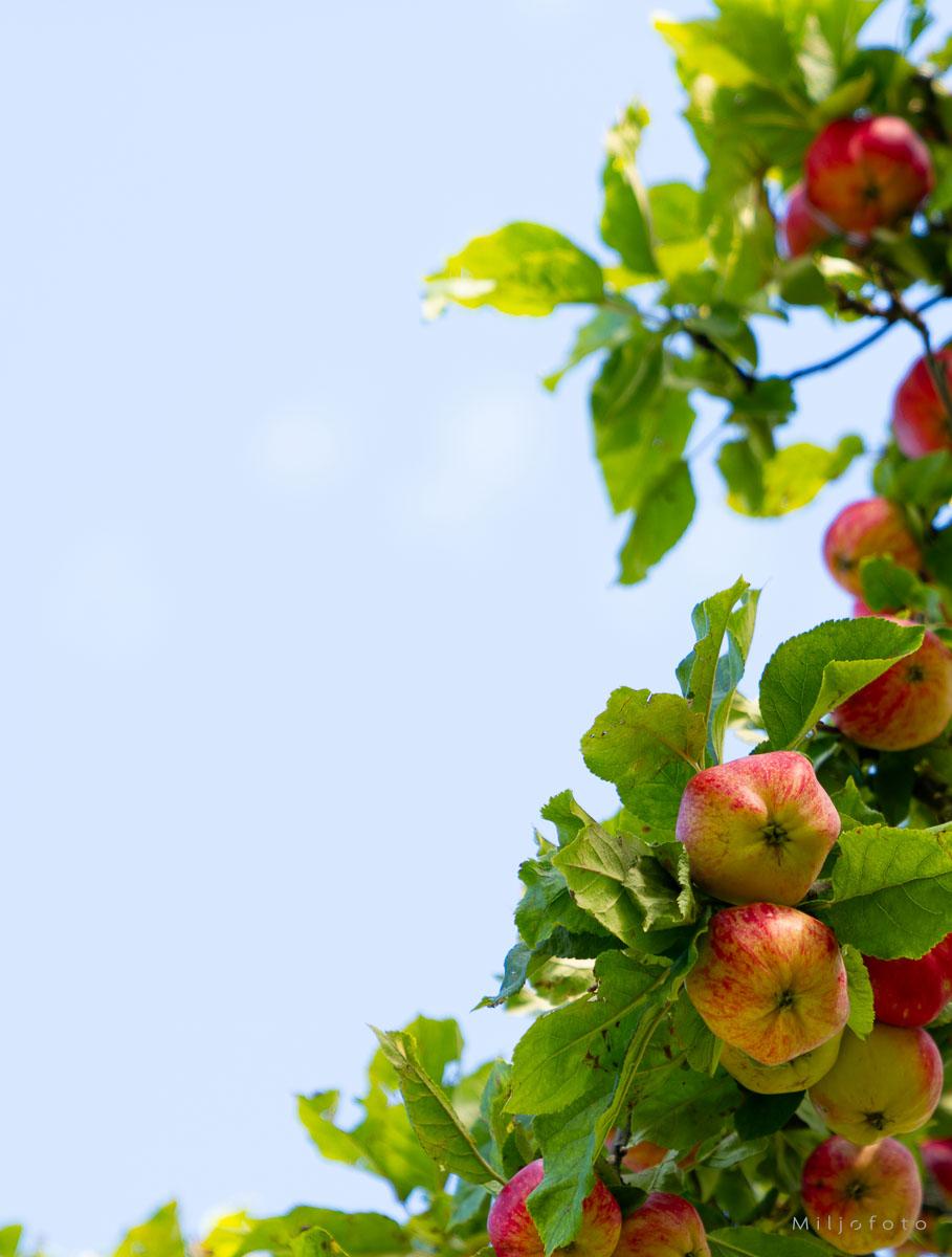 Epler på tre Epler på tre