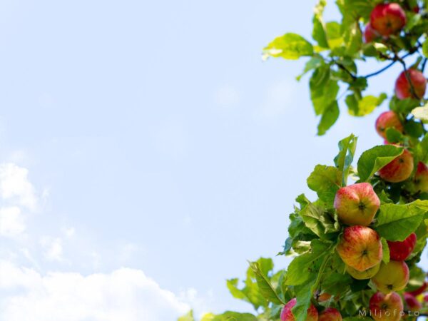 Epler mot sky, bilde av epler som vokser på et epletre, med blå himmel i bakgrunn.