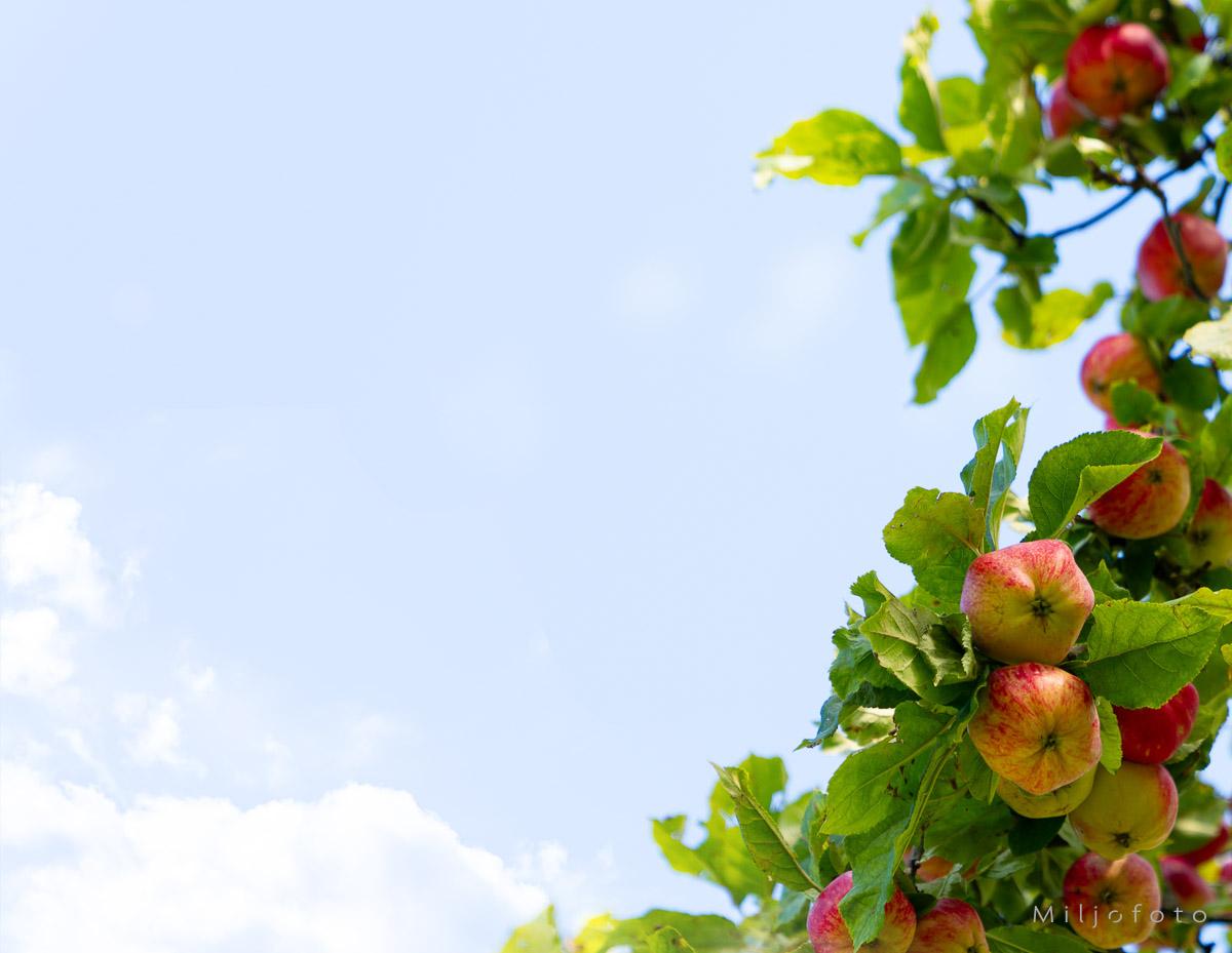 Epler mot sky Epler mot sky, bilde av epler som vokser på et epletre, med blå himmel i bakgrunn.