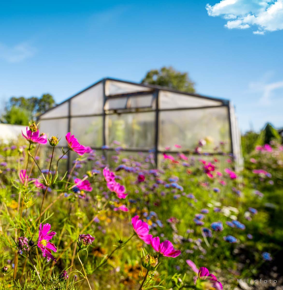 Sommer i hagen Sommer i hagen