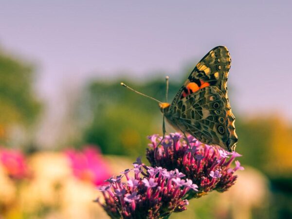 Sommerfugl mot himmel