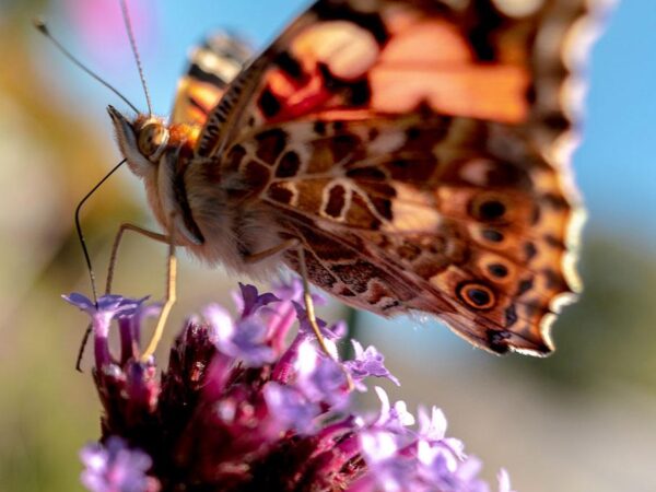 Praktfull sommerfugl nærbilde der den sitter på en nyedelig blomst.