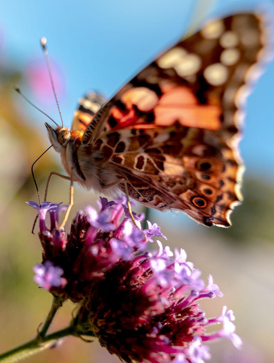 Praktfull sommerfugl Praktfull sommerfugl nærbilde der den sitter på en nyedelig blomst.