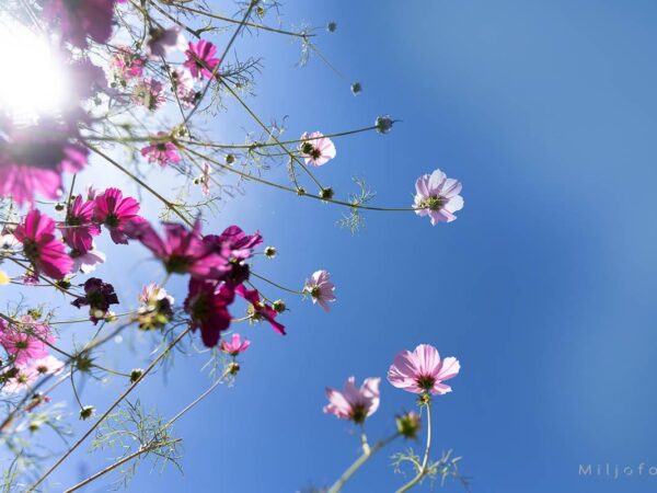 Blomster mot blå himmel