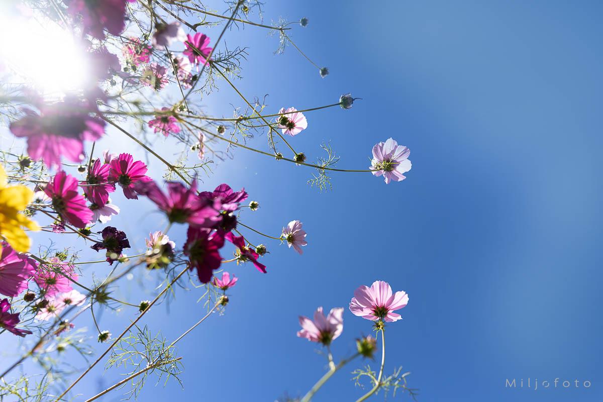 Blomster mot blå himmel