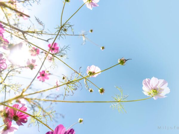 Blomster mot himmel