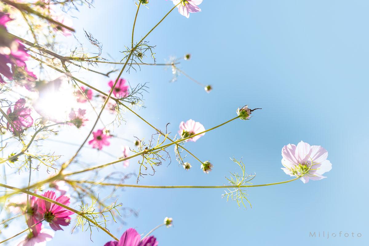 Blomster mot himmel