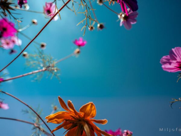 Farger mot blå himmel