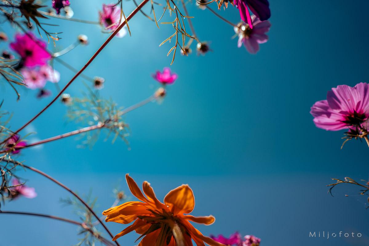 Farger mot blå himmel Farger mot blå himmel