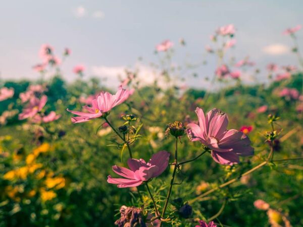 Blomstereng