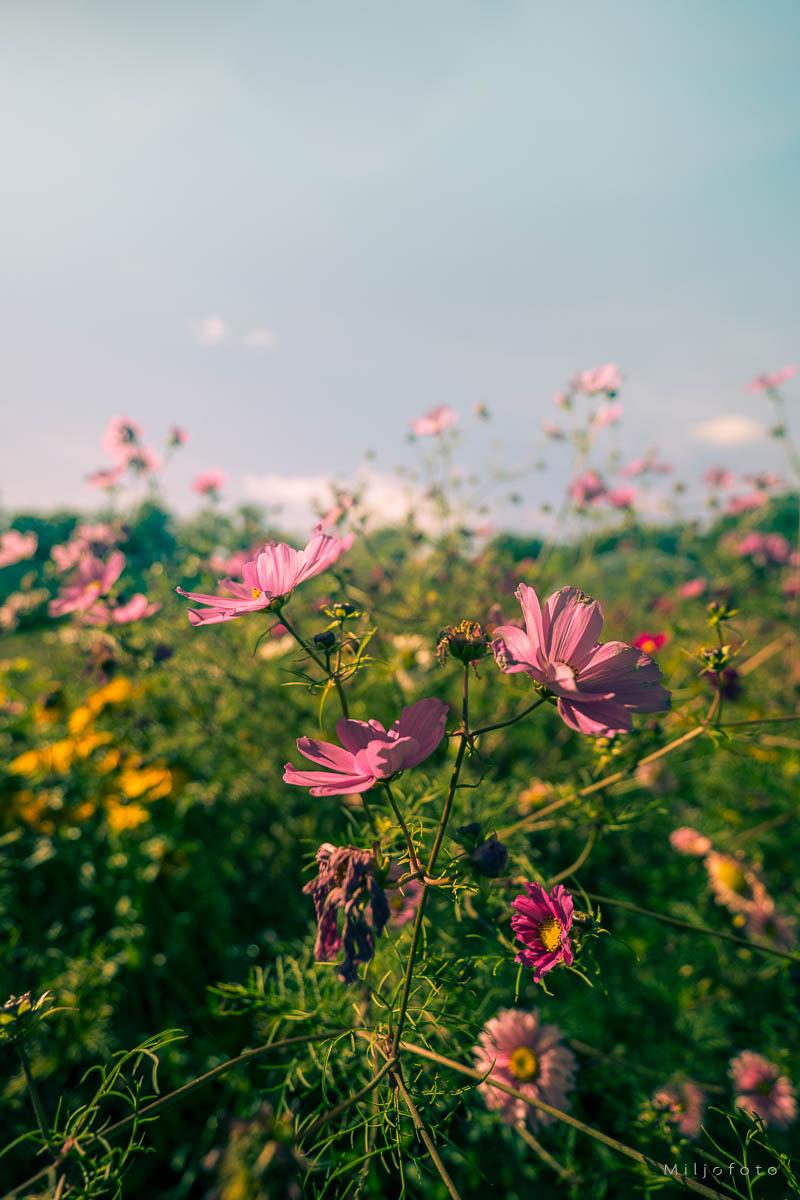 Blomstereng