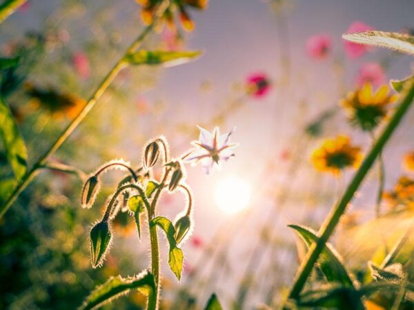 stemning i engen, nydelige blomster og grønt gress.