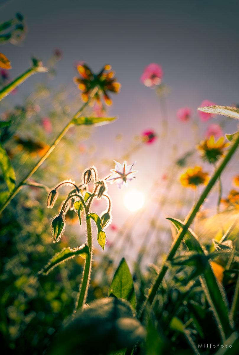 stemning i engen stemning i engen, nydelige blomster og grønt gress.