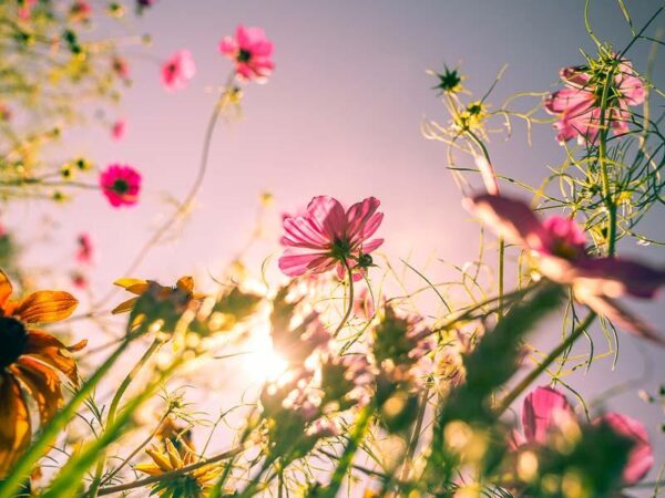 Sommerens paradis