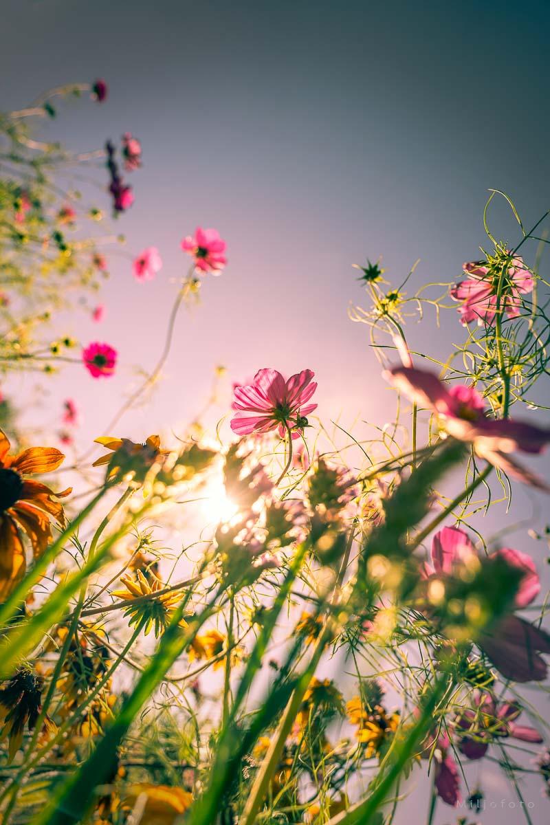 Sommerens paradis