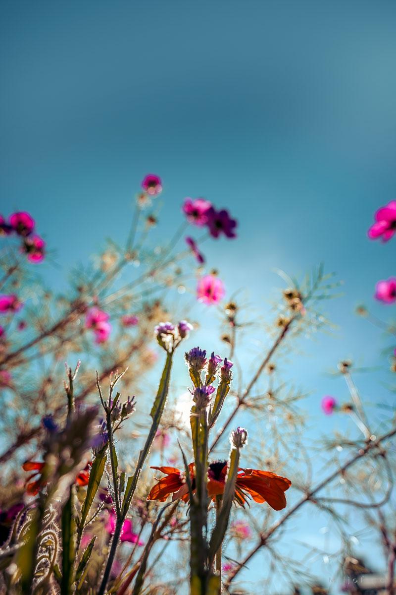 Blomsterengen Blomsterengen