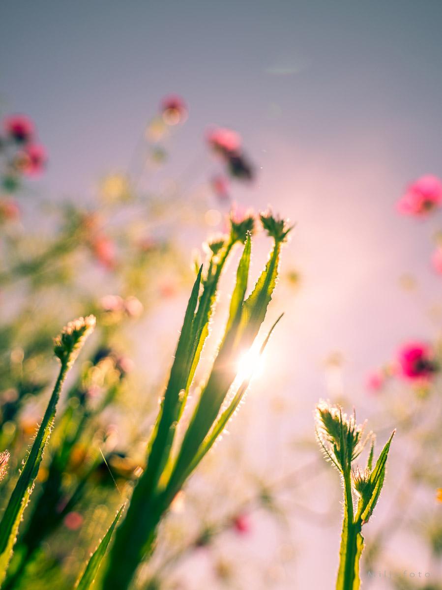 Motlys i gresset Motlys i gresset