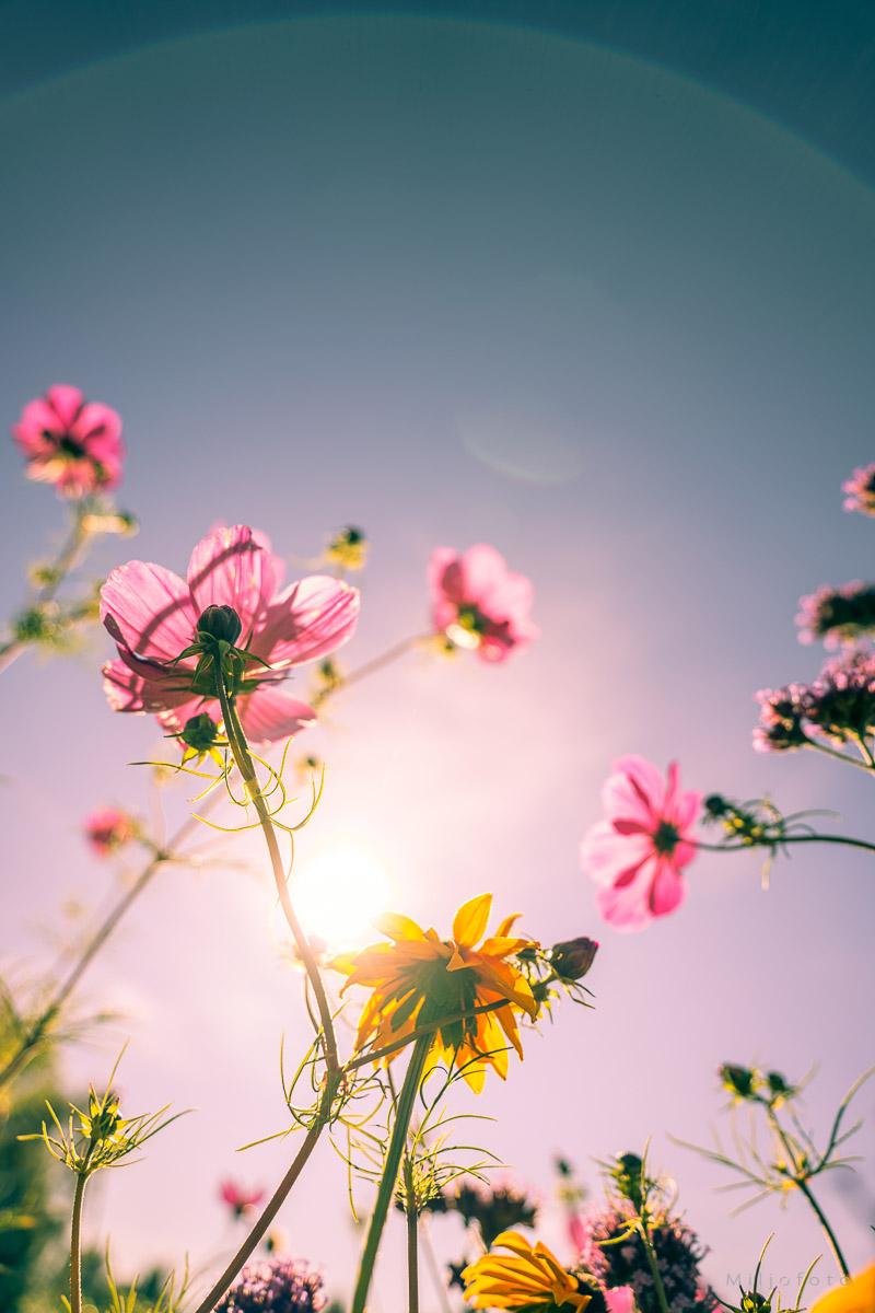 Motlys i gresset Motlys i gresset