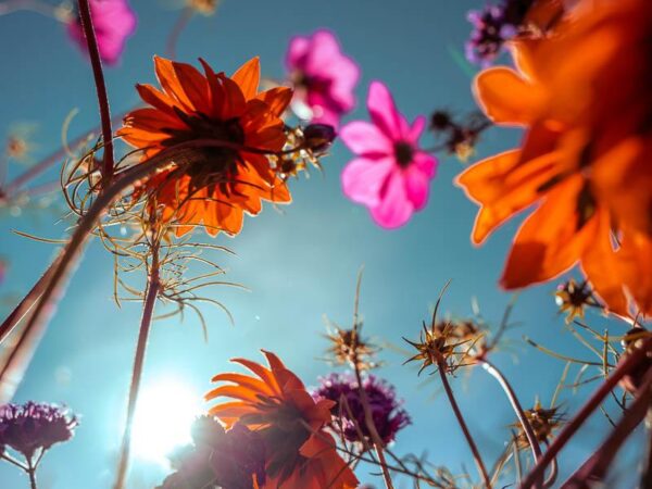 Høstfarger i blomsterengen