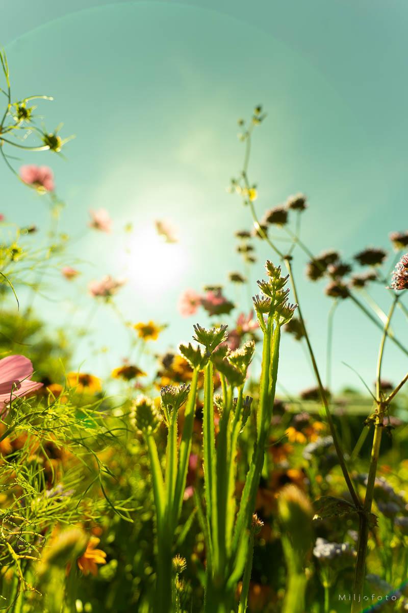 Dus sommer Dus sommer