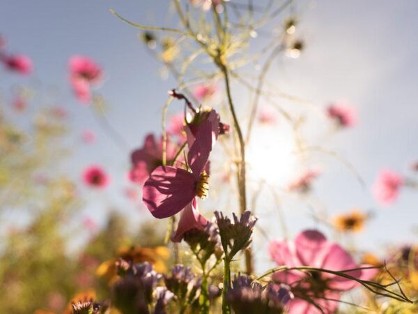 sommer farger mot høst, her møtes høst farger og sommer farger.