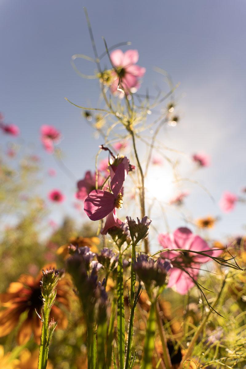 sommer farger sommer farger mot høst, her møtes høst farger og sommer farger.