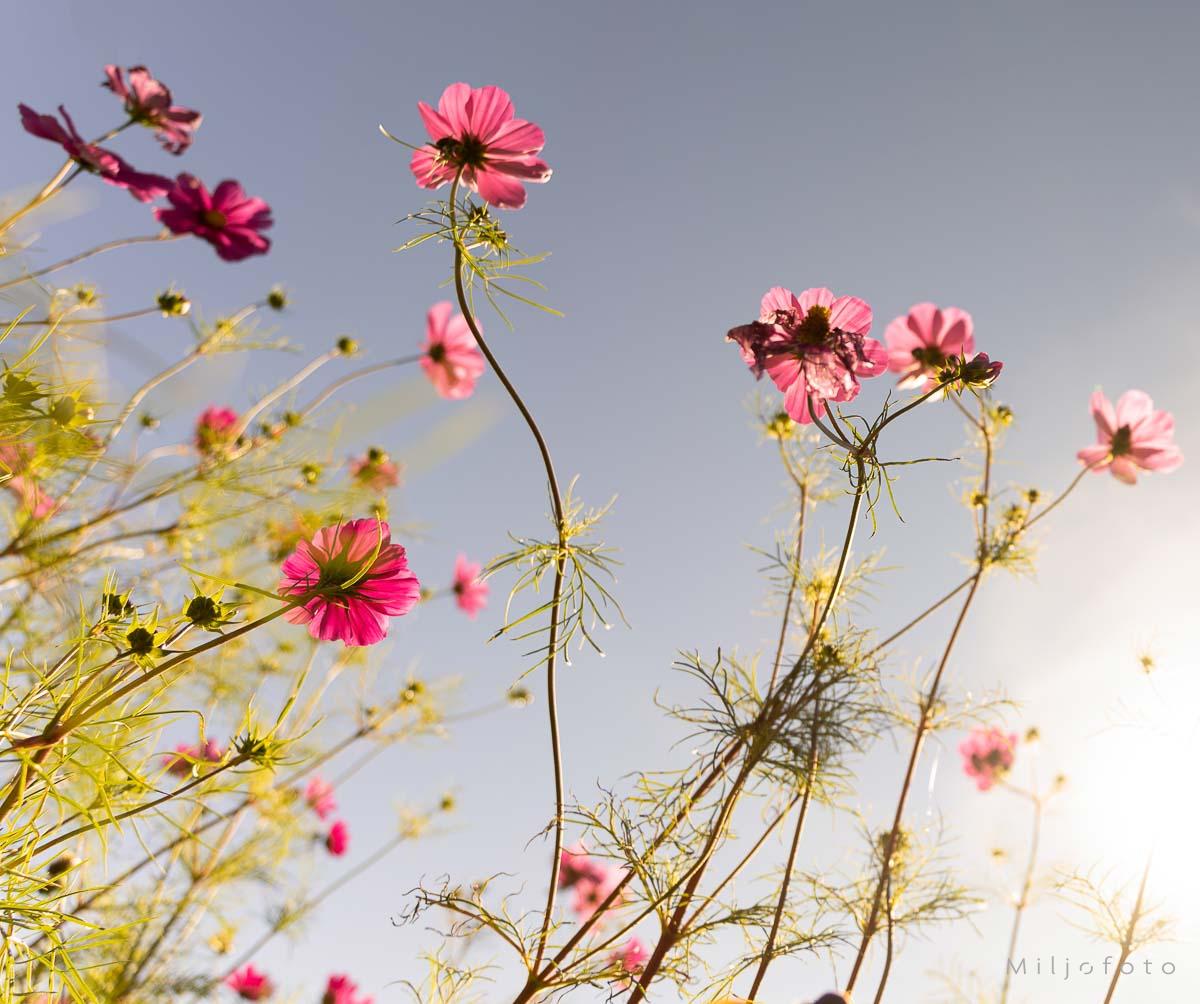 Lette blomster