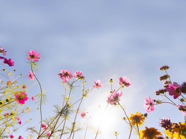 God sommer fra blomsterengen, nydelig bilde av blomster mot himmelen og solen som stråler ned.