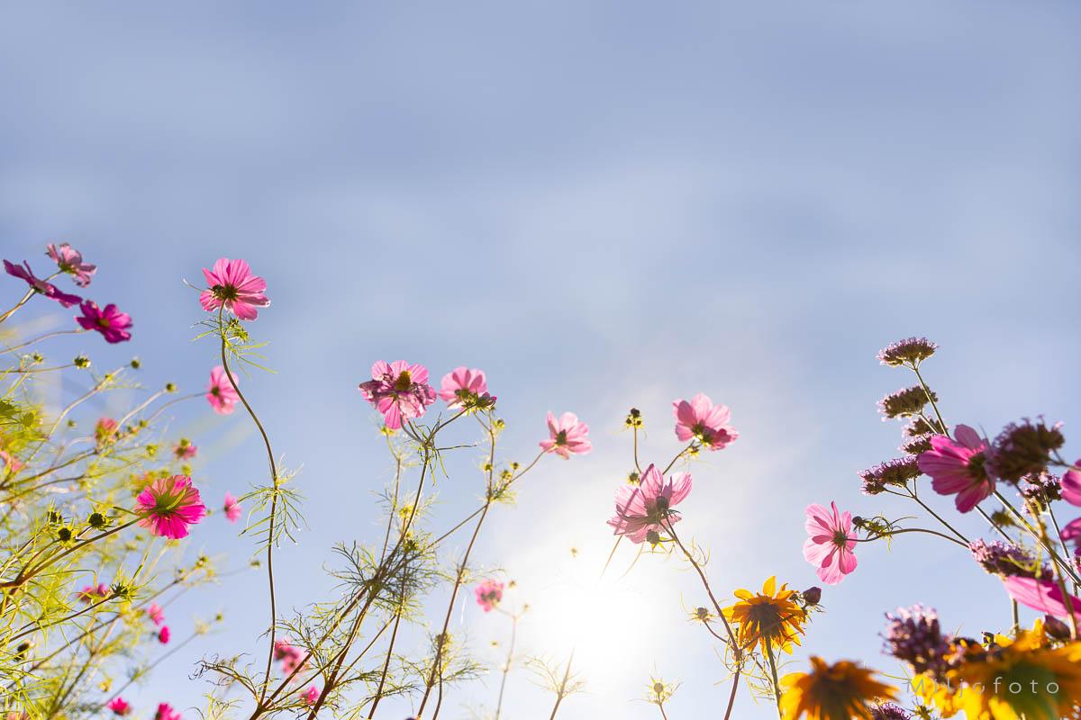 God sommer God sommer fra blomsterengen, nydelig bilde av blomster mot himmelen og solen som stråler ned.