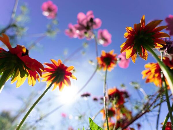 Jorden mot himmelen, bilde av nydelige blomster som gror mot himmelen.