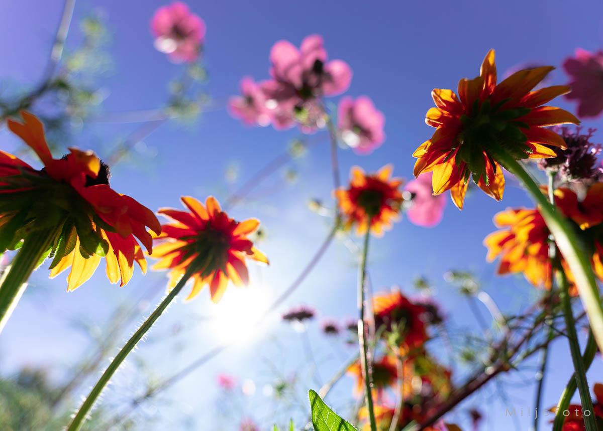 Jorden mot himmelen Jorden mot himmelen, bilde av nydelige blomster som gror mot himmelen.