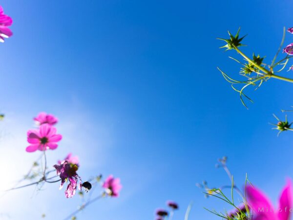 Rosa blomster på et teppe av blått