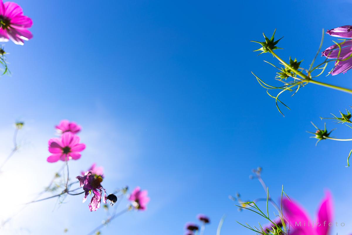 Rosa blomster på et teppe av blått